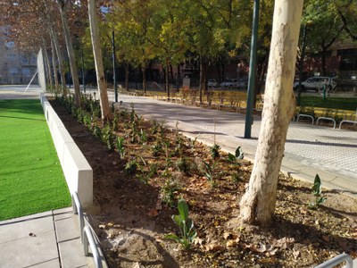 Nuevas plantaciones Nuevas plantaciones