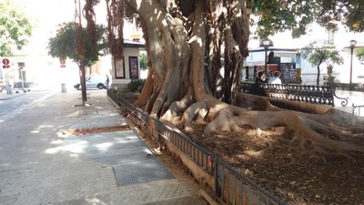 Raíces aéreas del gran ficus de la Plaza del Museo, junto al acerado del que se ha retirado parte del pavimento para favorecer su crecimiento natural