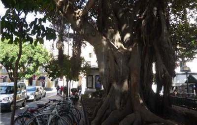 Ficus de la Plaza del Museo cuyo parterre va a ser ampliado para favorecer el crecimiento de las raíces y evitar que afecte al pavimento del acerado